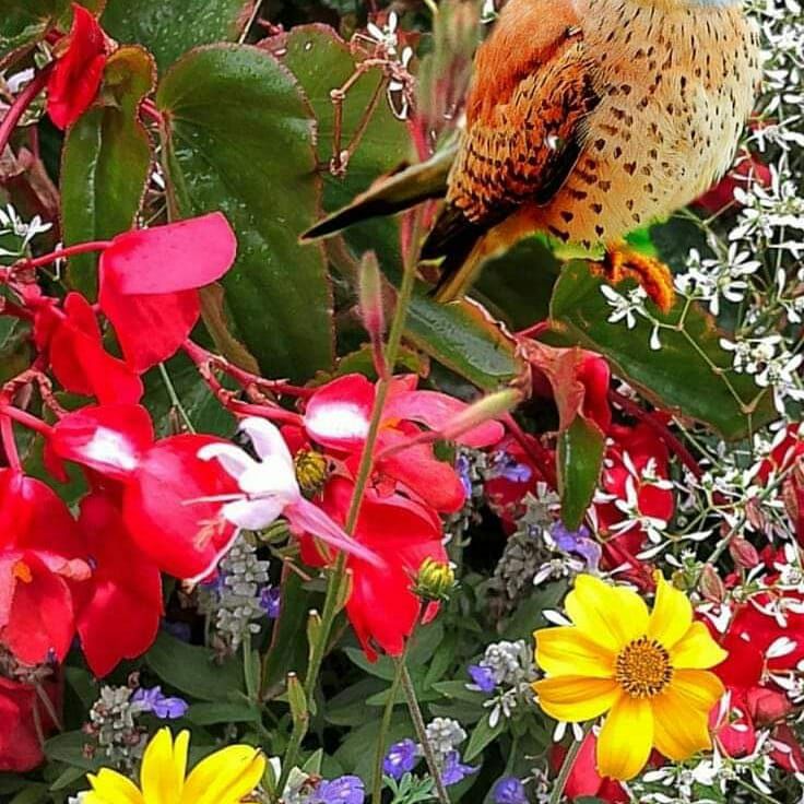 روزی میای که یکی لایک کرد اوی I like thatنمیتونم روی پام وایستم اوی  I like that